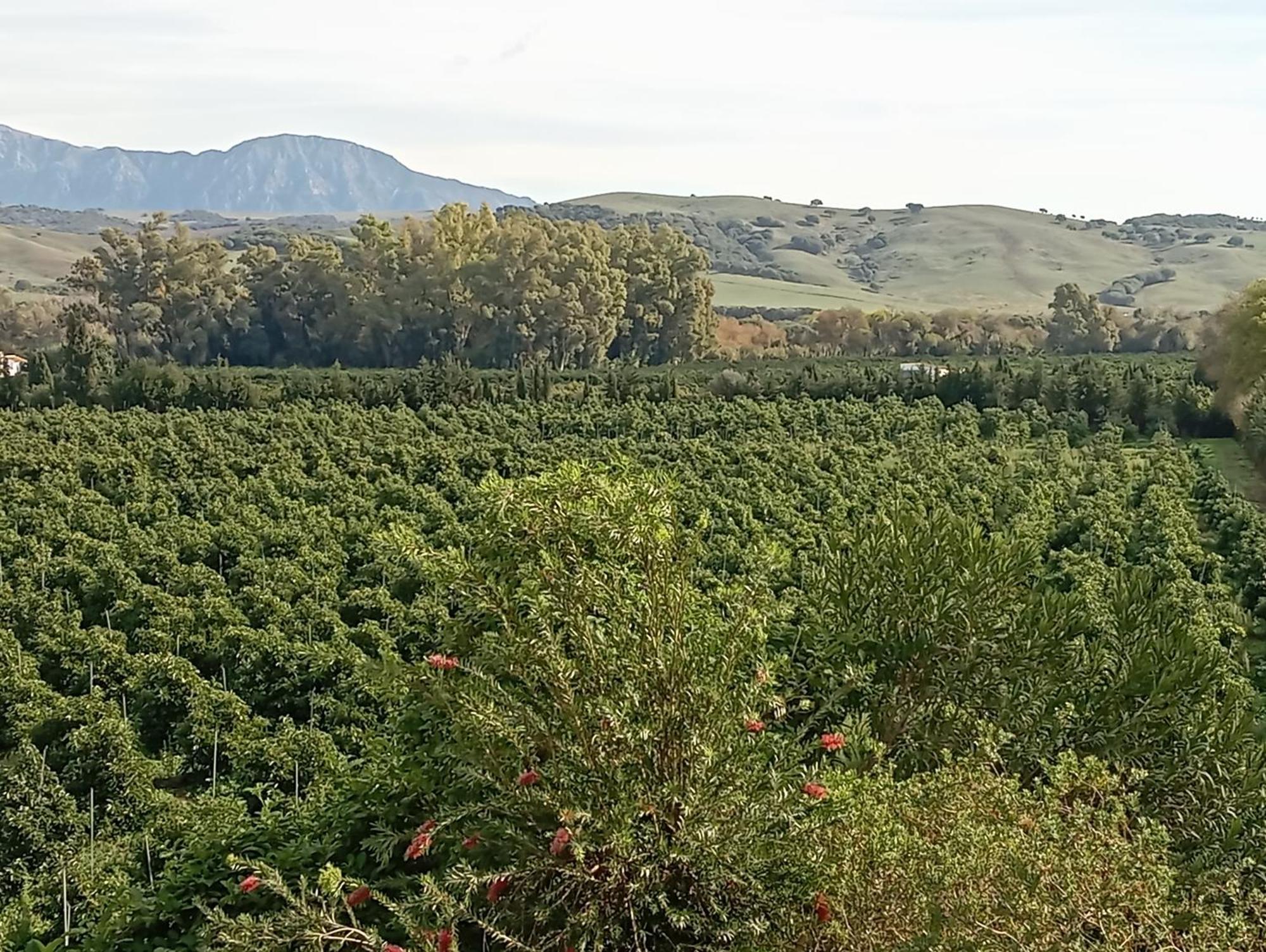 Los Dos Cedros San Pablo ภายนอก รูปภาพ